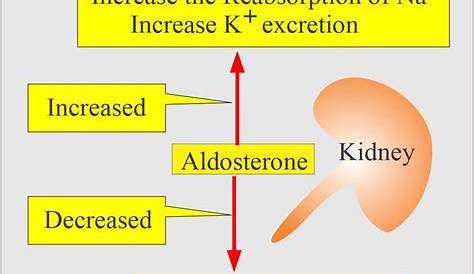 Aldosterone action in the principal cell Download