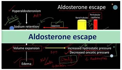Can someone explain how aldosterone escape works