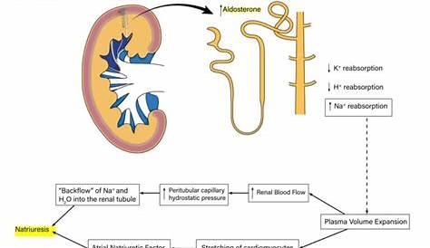 Aldosterone Escape Usmle PPT Oxytocin PowerPoint Presentation, Free Download ID