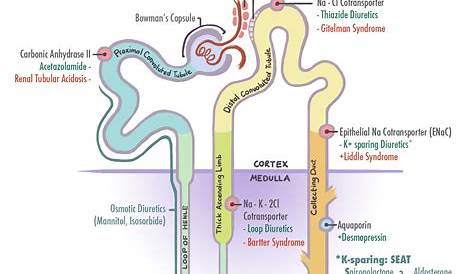 Aldosterone Function In Nephron Part Of That Opens to Collecting Duct Is Class