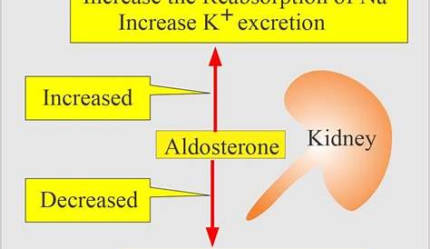 Aldosterone Hormone Function In Kidney , Production, Causes Of High