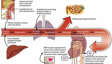 Aldosterone Mode Of Action Receptor Kidney Kidney Failure Disease