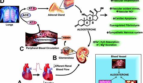 Aldosterone Receptor Antagonist And/or Mineralocorticoid (MR