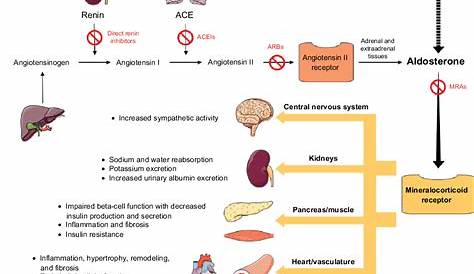 Role of Mineralocorticoid Receptor Antagonists in