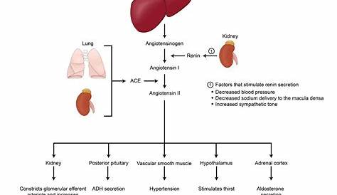 Aldosterone Renin Ratio Usmle Figure 1