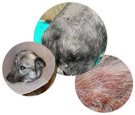10 hypoallergenic dogs for allergy sufferers Australian Women's Weekly
