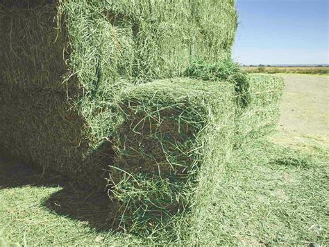 alfalfa bales near me