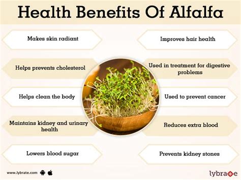 alfalfa benefits for men