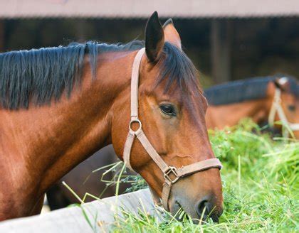 alfalfa hay and laminitis in horses