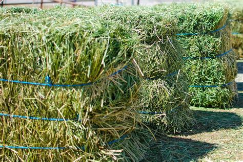 alfalfa hay for horses
