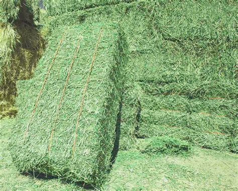 alfalfa hay for horses for sale