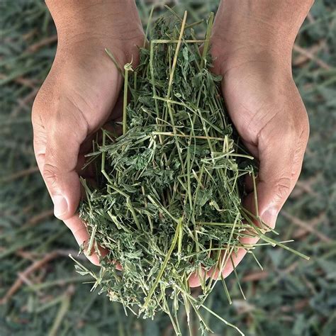 alfalfa hay prices