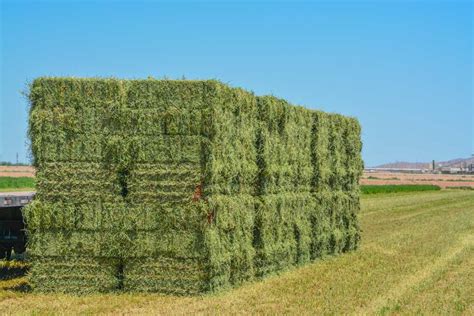 alfalfa hay prices kansas