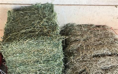 alfalfa hay vs timothy hay