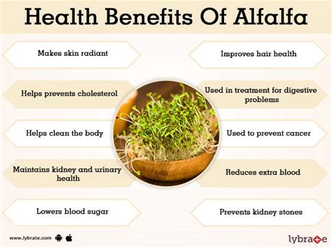 alfalfa health benefits for men
