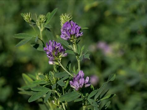 alfalfa in the philippines