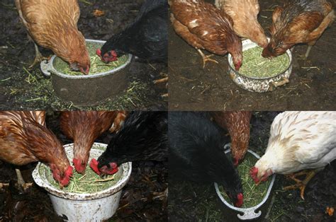 alfalfa meal for chickens