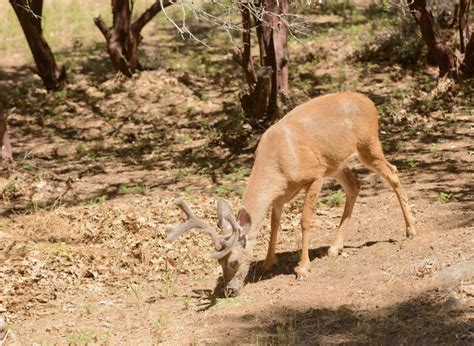 alfalfa pellets for deer feed