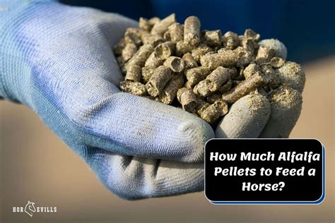 alfalfa pellets for horses how much to feed