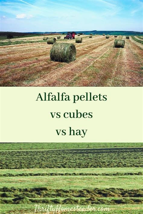 alfalfa pellets vs alfalfa hay