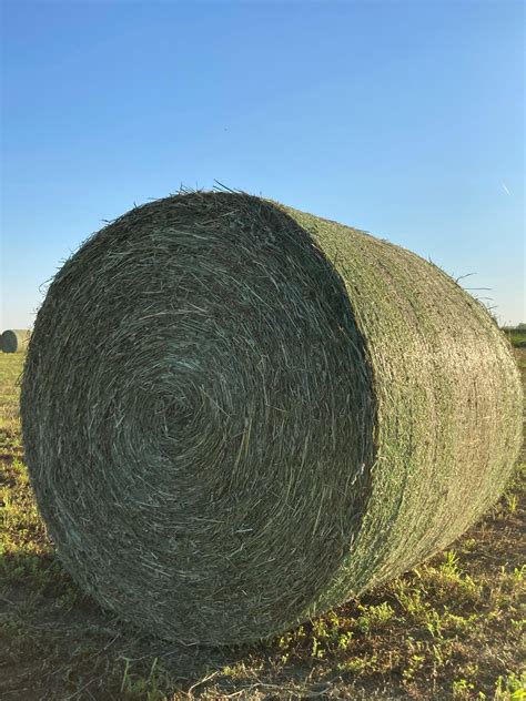 alfalfa round bales for sale