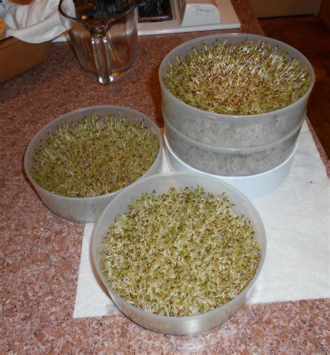 alfalfa seed for sprouting