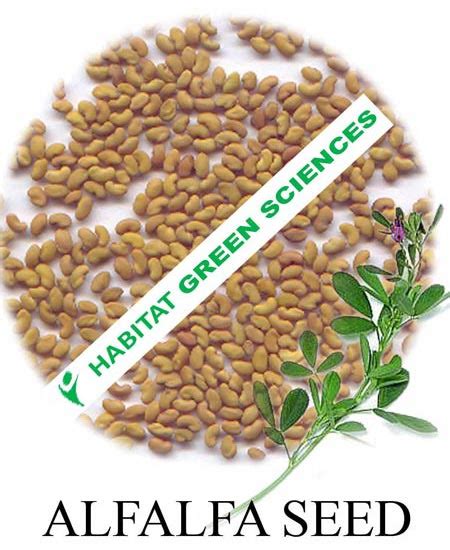 alfalfa seeds in kannada