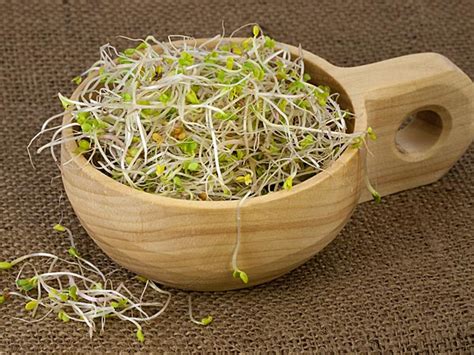 alfalfa seeds in tamil