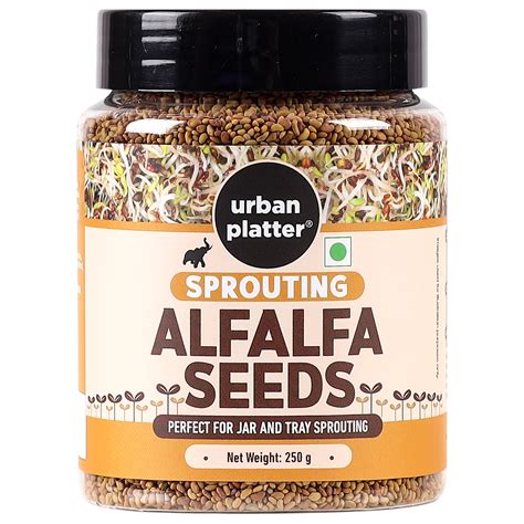 alfalfa seeds where to buy