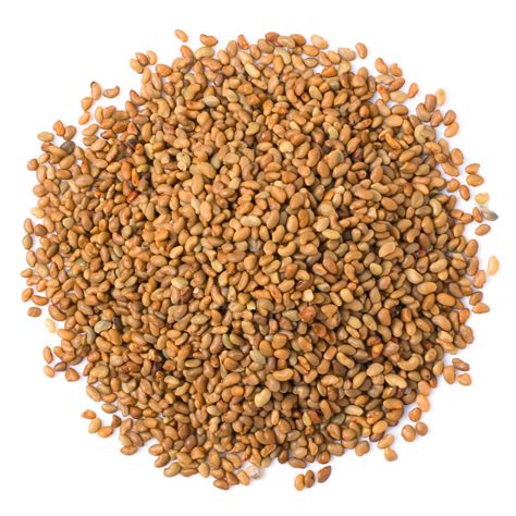 alfalfa sprout seeds bulk