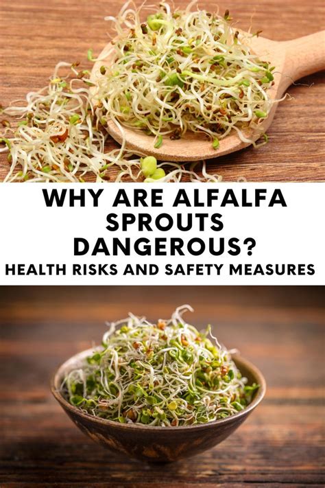 alfalfa sprouts danger