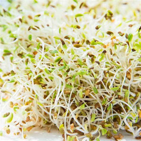 alfalfa sprouts for chickens