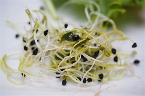 alfalfa sprouts for dogs