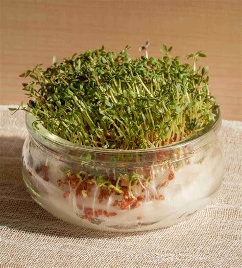 alfalfa sprouts grow