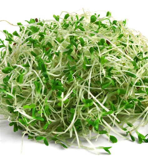 alfalfa sprouts in telugu