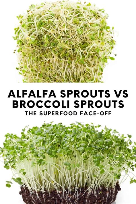 alfalfa sprouts vs broccoli sprouts