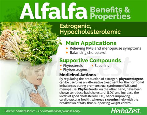 alfalfa uses and benefits