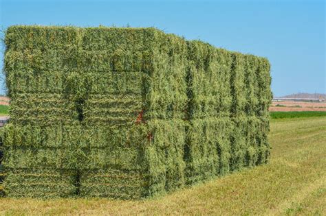 alfalfa vs timothy hay