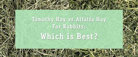 alfalfa vs timothy hay for rabbits