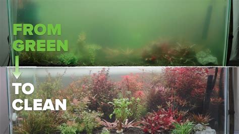 algae bloom fish tank
