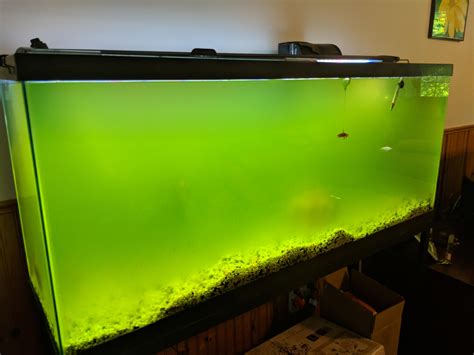 algae bloom in tank