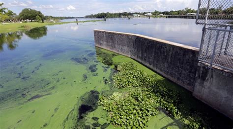 algae blooms florida