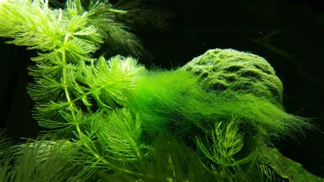 Algae growth in a fish tank