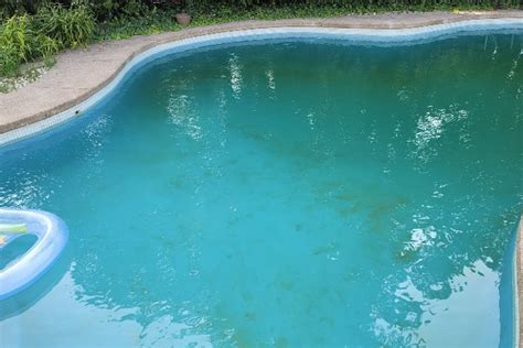 algae in pool after rain