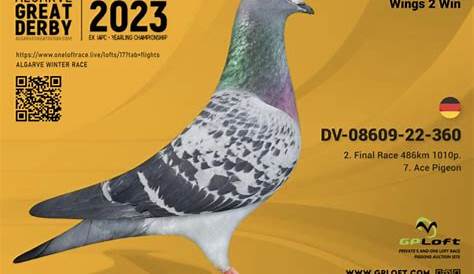 Golden Algarve Pigeon Race 2023 | PIPA