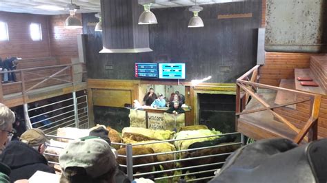 algona livestock sale barn