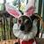 alice in wonderland dog costume
