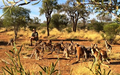 alice springs kangaroo sanctuary