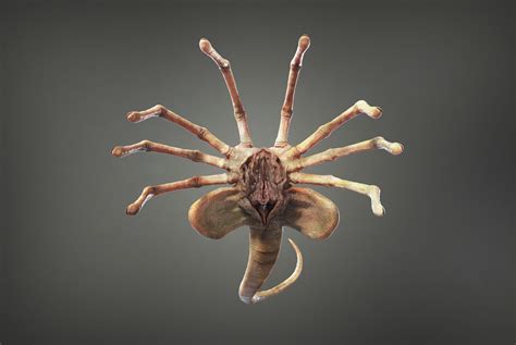 Alien Facehugger Creature