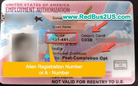 alien registration number f1 opt